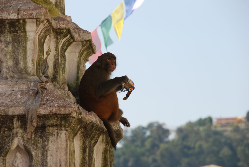 Kathmandu valley sightseeing tour (9)