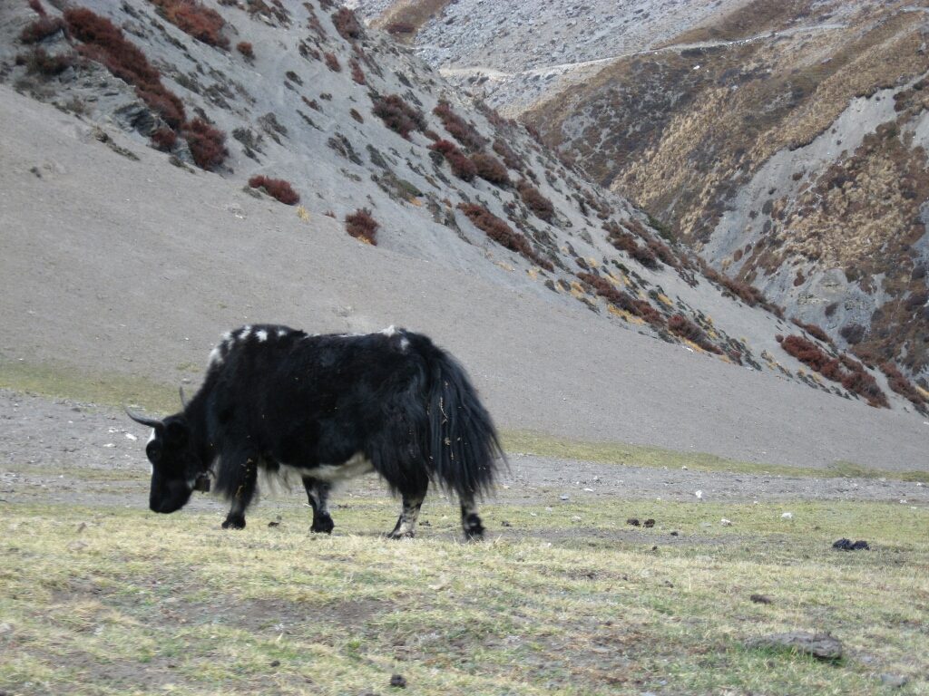 Mera peak (11)