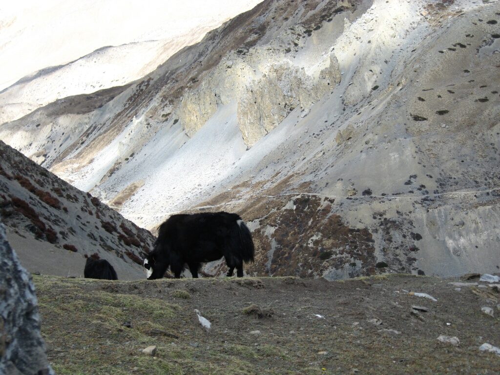 Mera peak (13)