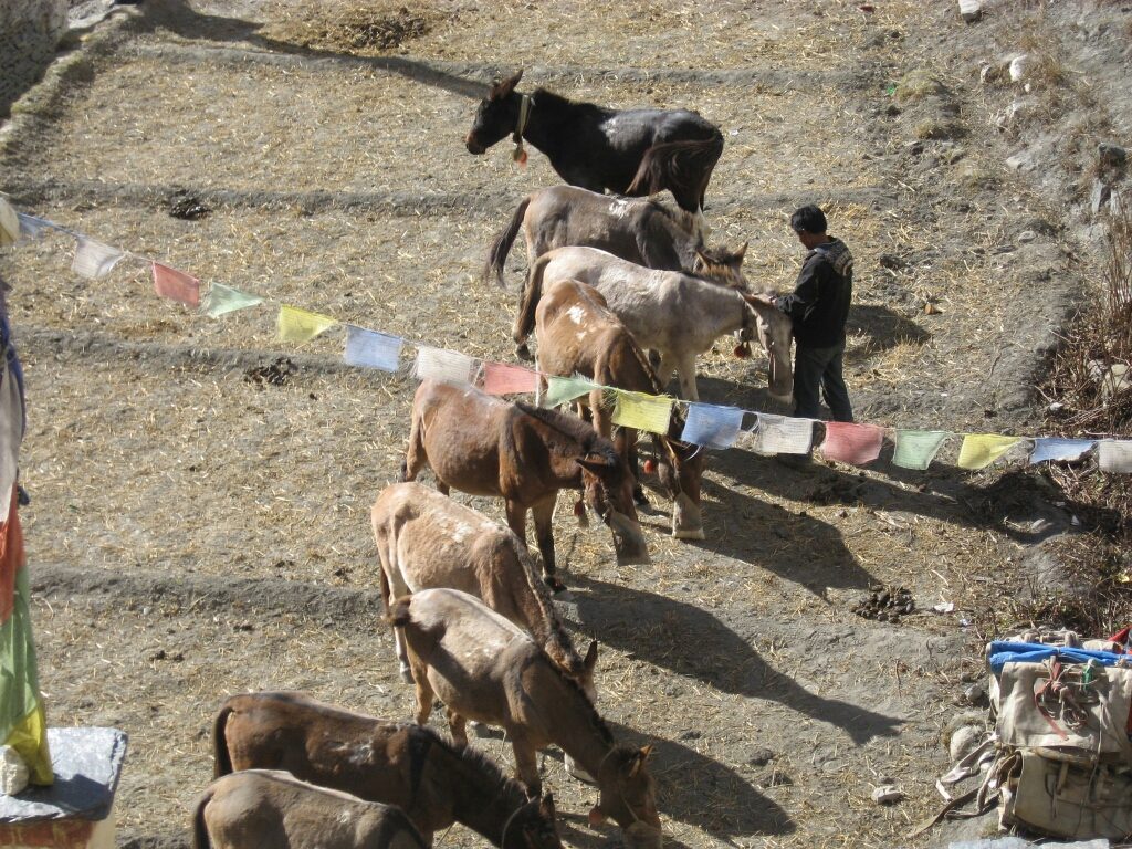 Mera peak (14)