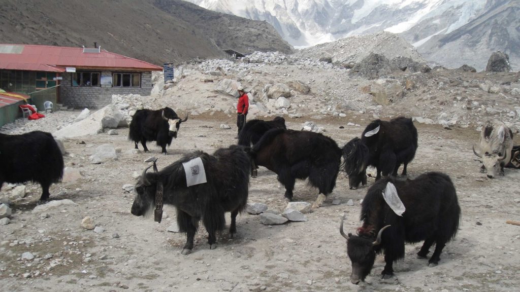 Annapurna base camp trek 12