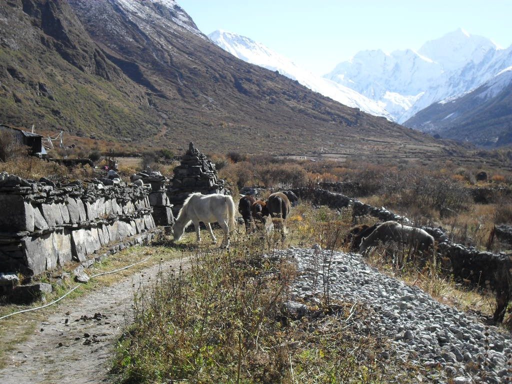 Langtang valley trek 1