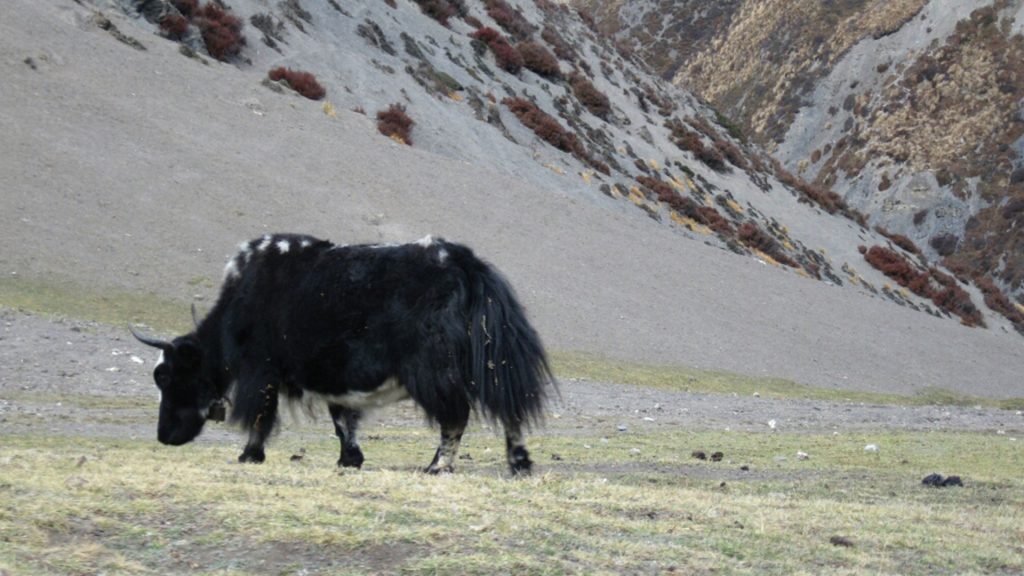 Nar phu valley trek 9