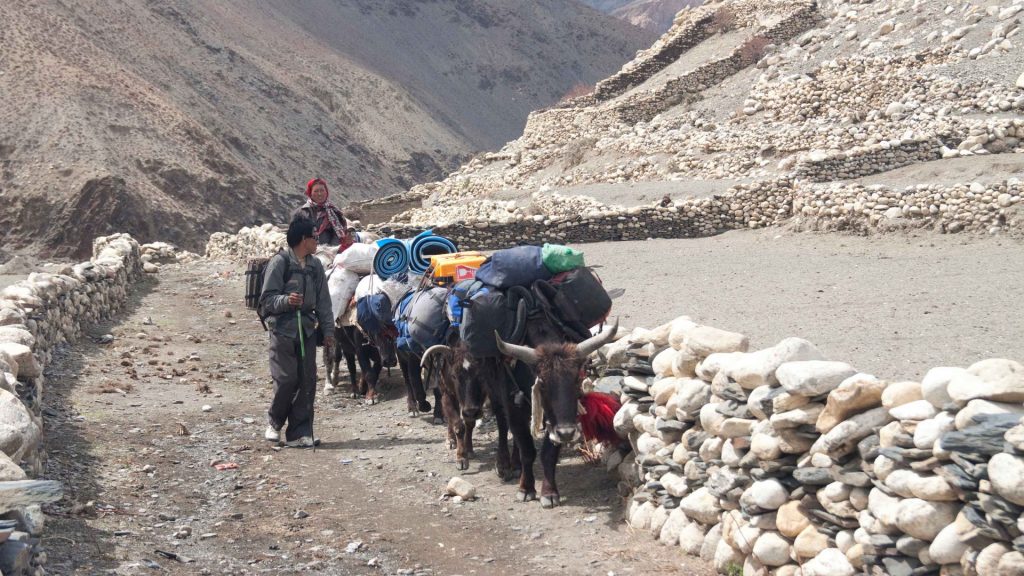 Upper dolpa trek 42