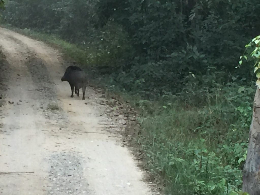 Bardia national park tour (11)