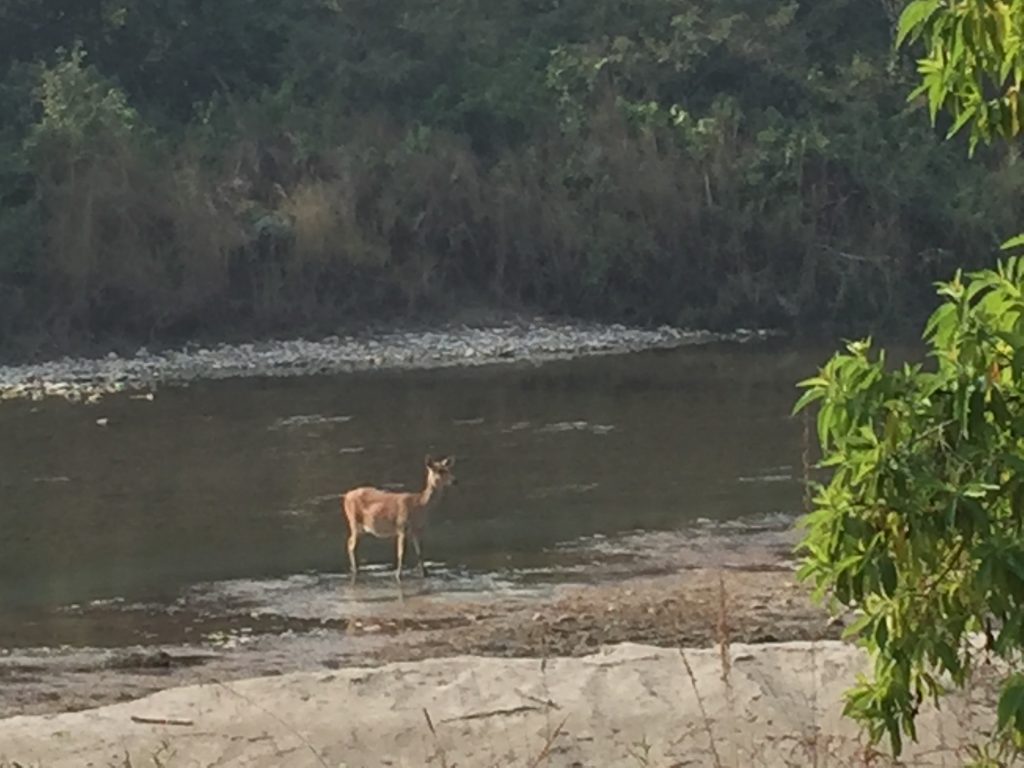 Bardia national park tour (18)