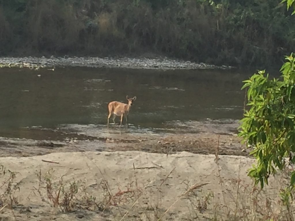 Bardia national park tour (19)