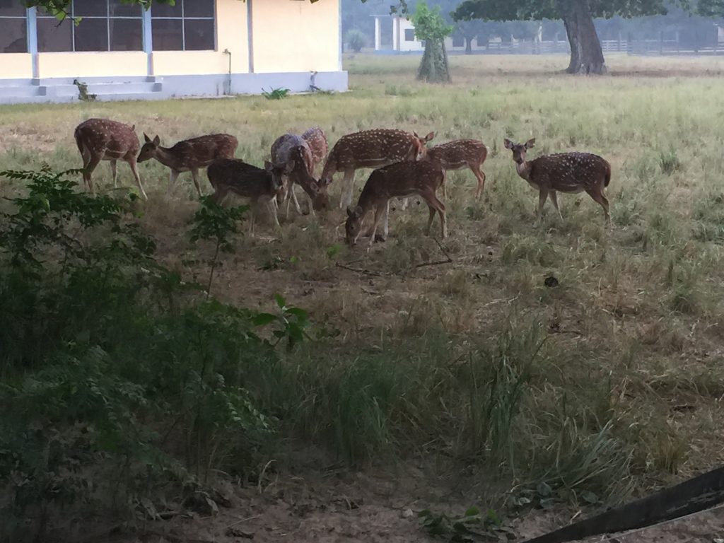 Bardia national park tour (31)