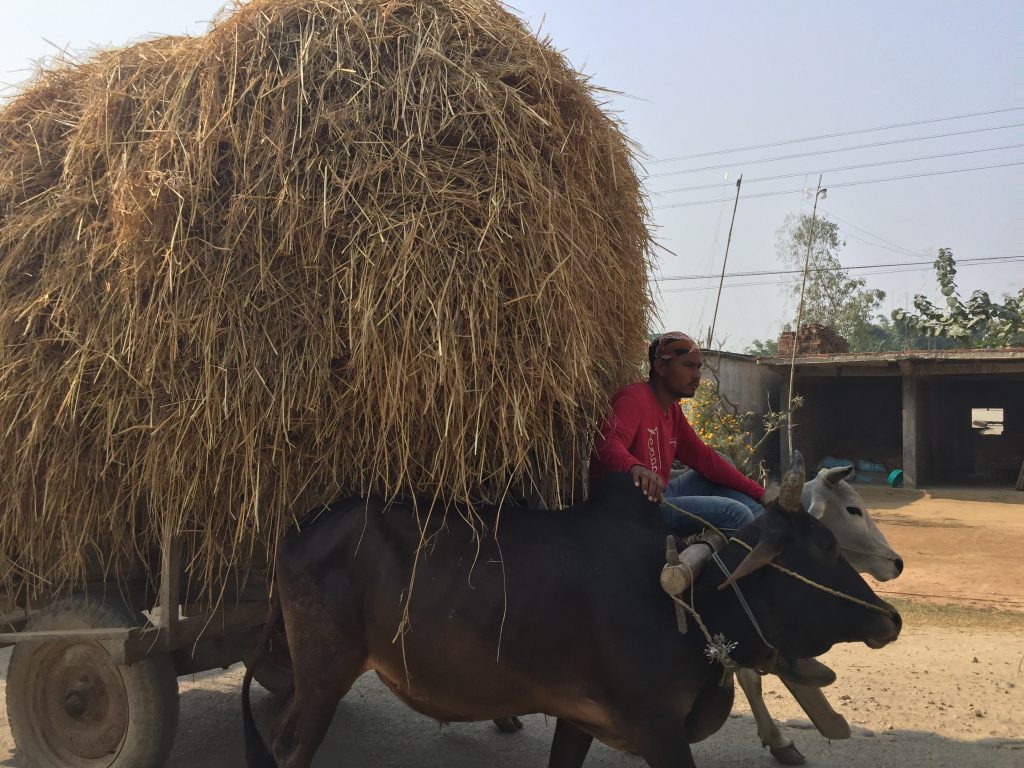 Bardia national park tour (35)