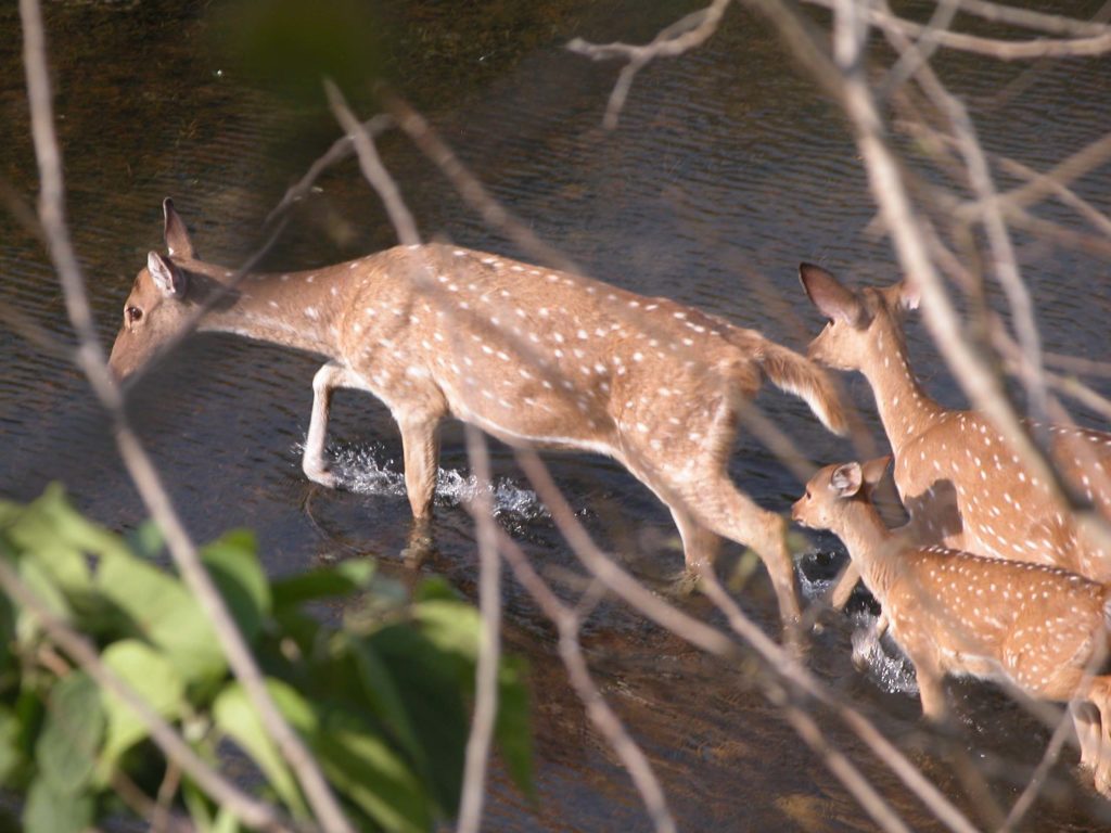 Bardiya national park (1)