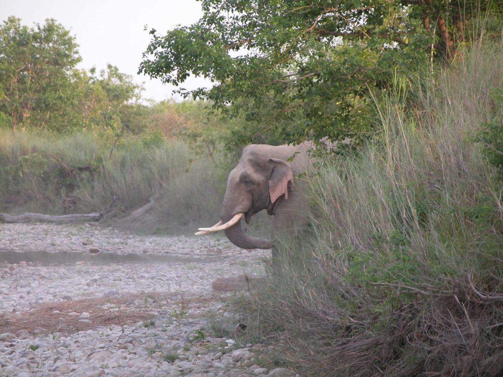 Bardiya national park (10)