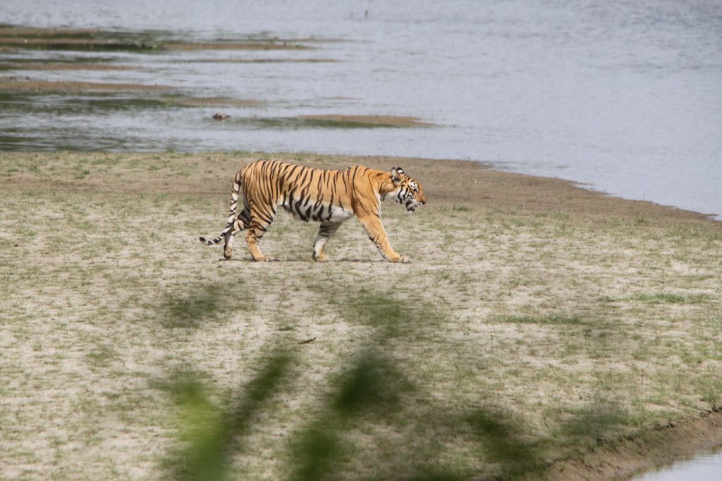 Bardiya national park (100)