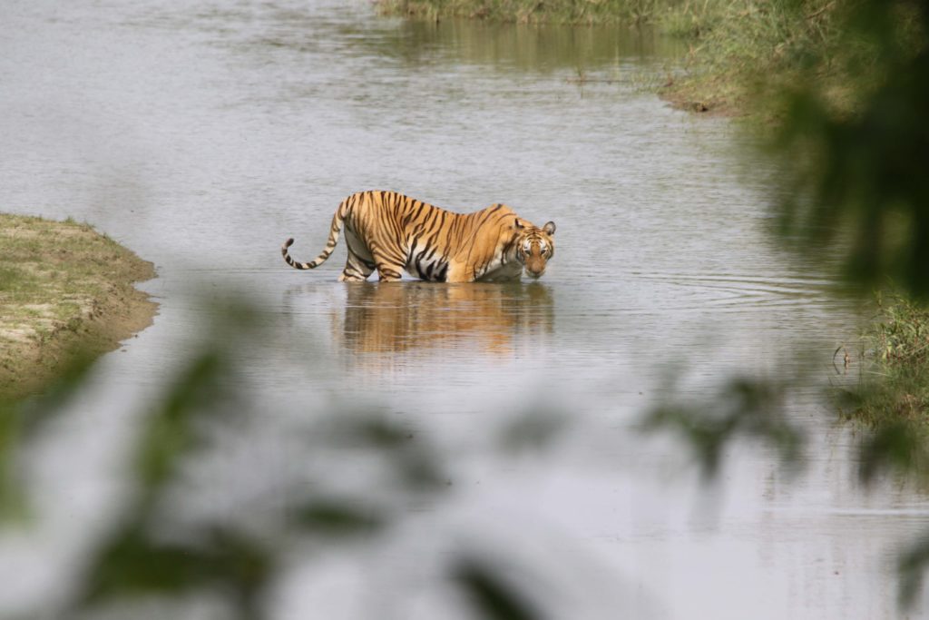 Bardiya national park (102)