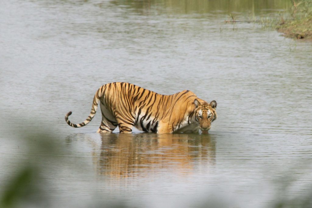 Bardiya national park (103)