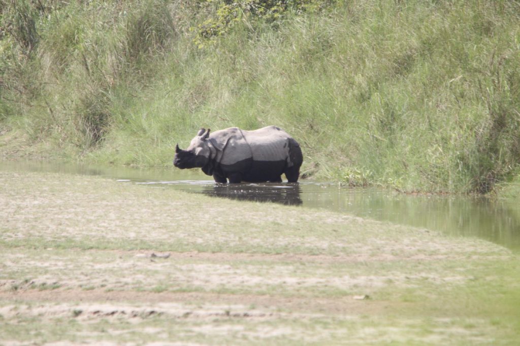 Bardiya national park (104)