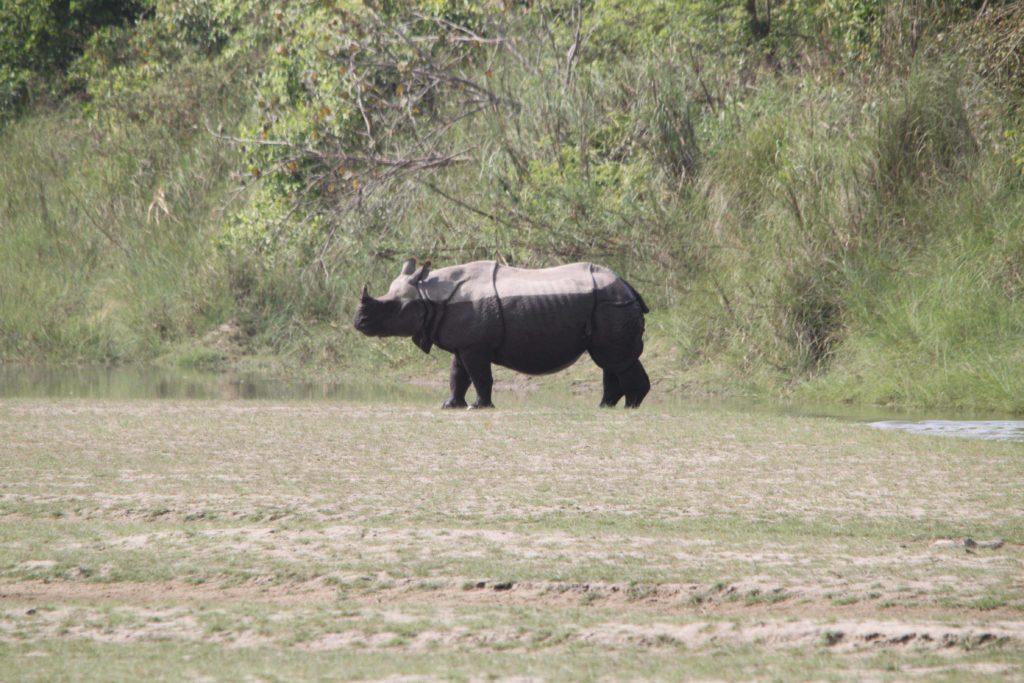 Bardiya national park (105)