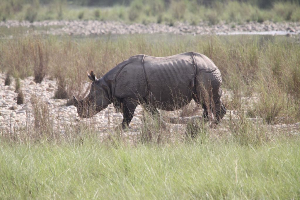 Bardiya national park (106)