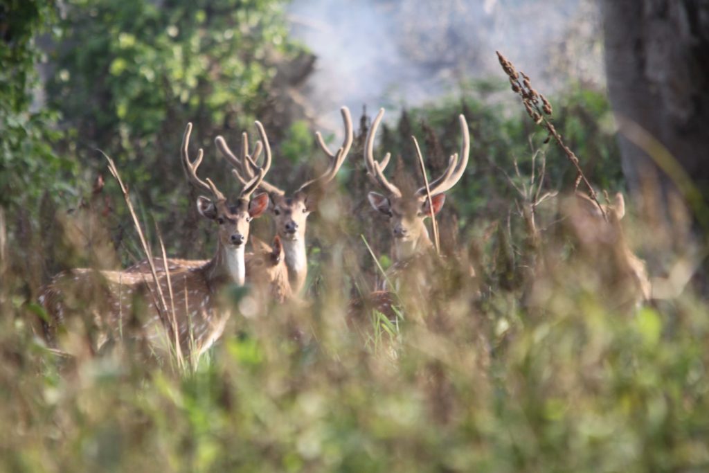 Bardiya national park (107)