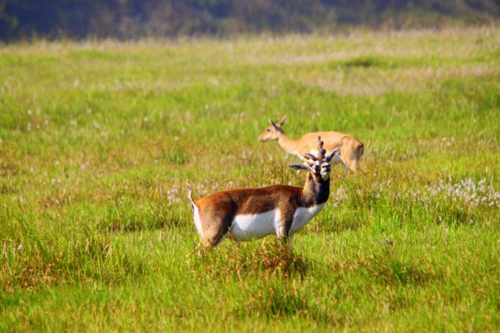 Bardiya national park (108)