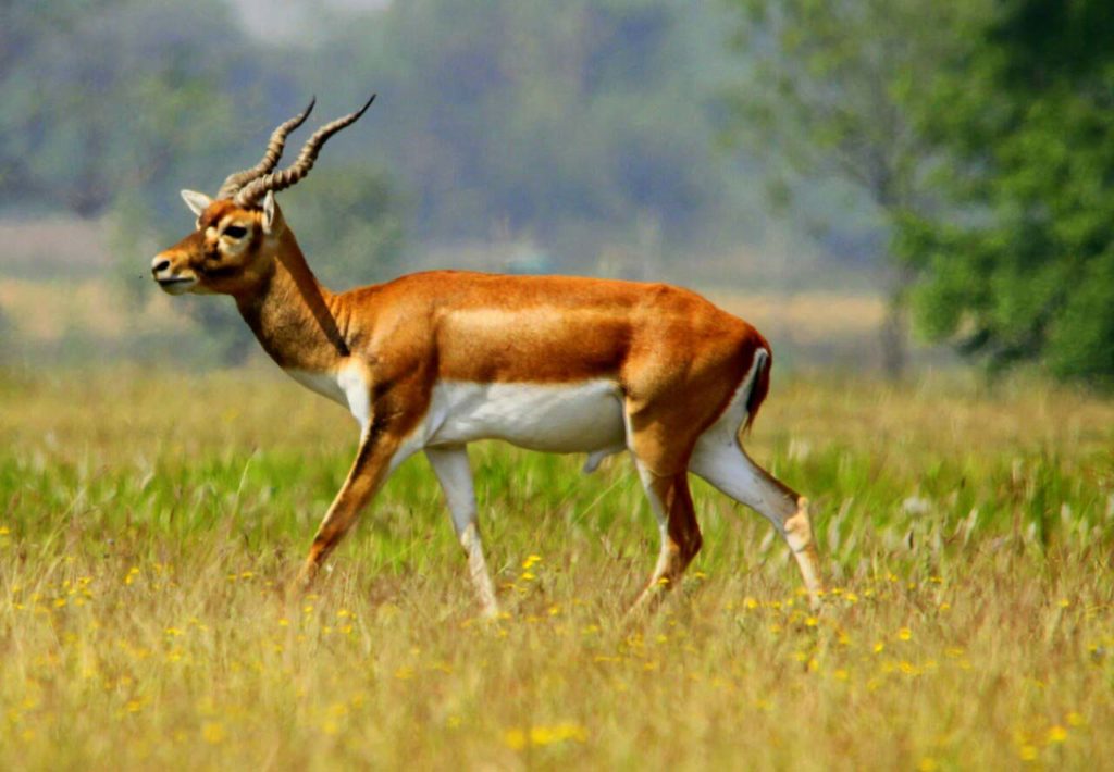 Bardiya national park (109)