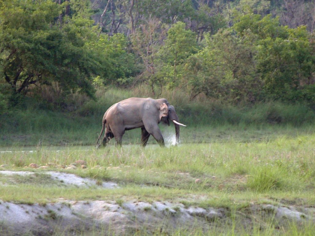 Bardiya national park (11)