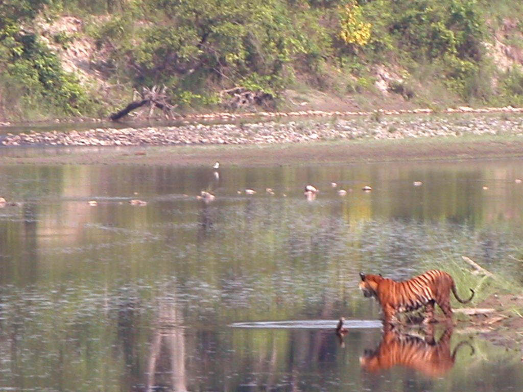 Bardiya national park (13)