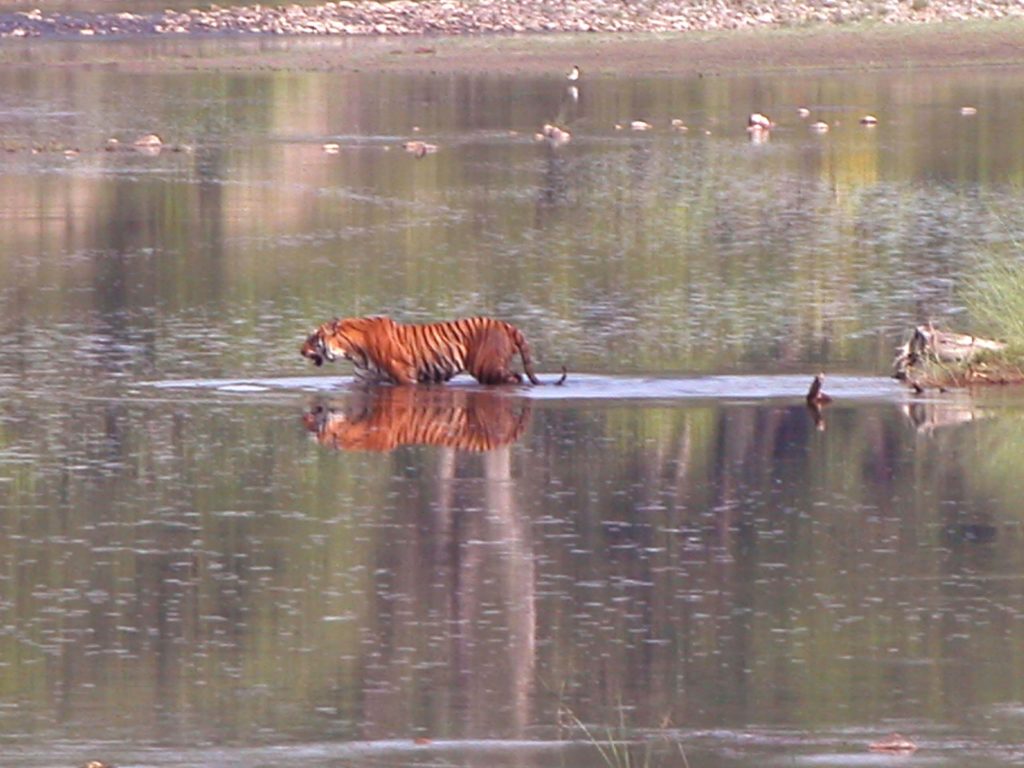 Bardiya national park (14)