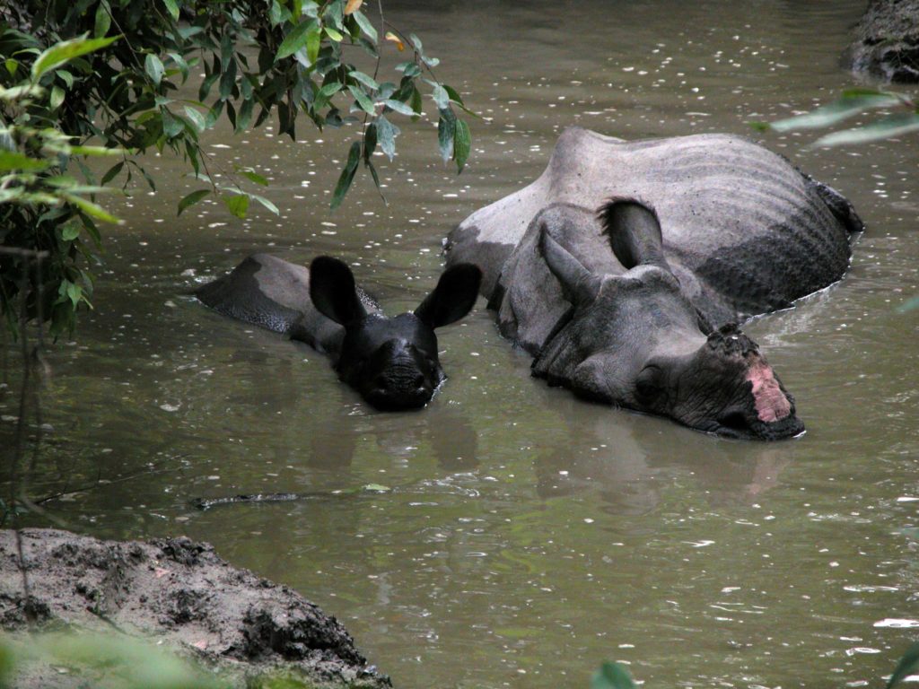 Bardiya national park (16)