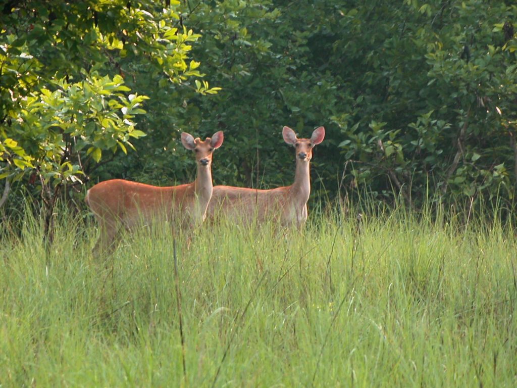 Bardiya national park (17)