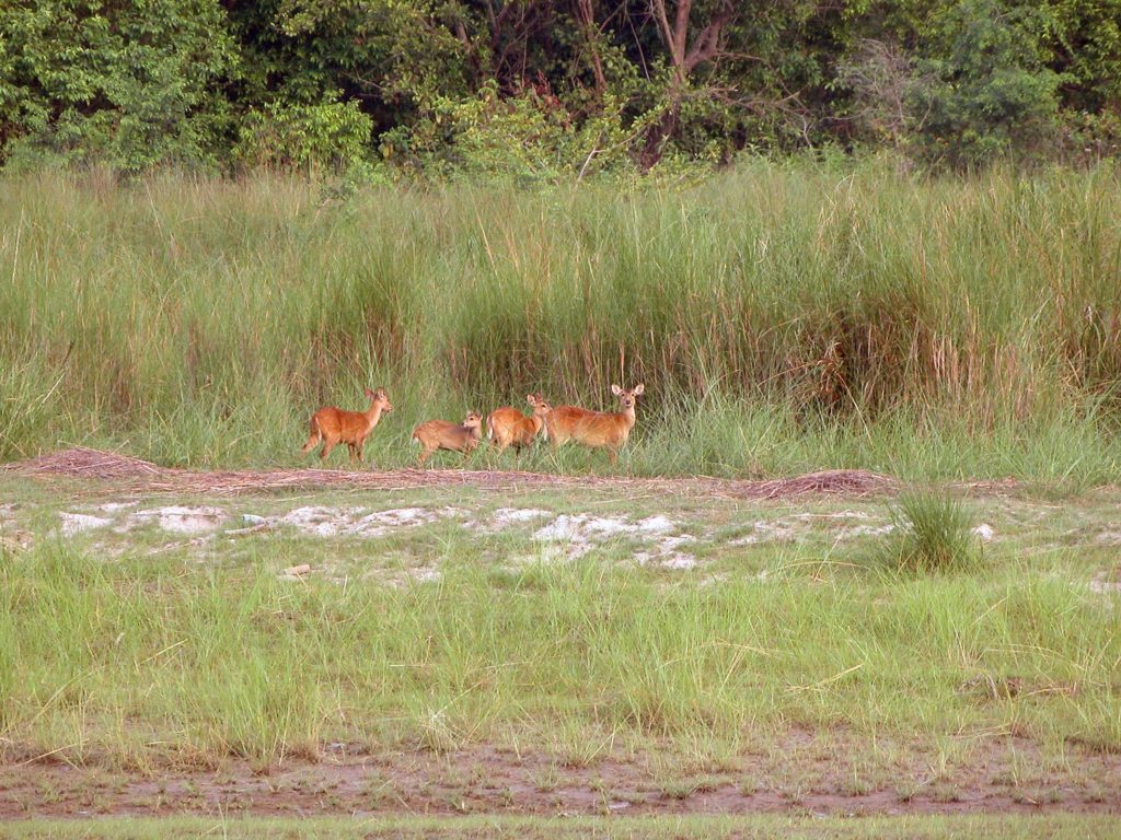 Bardiya national park (18)