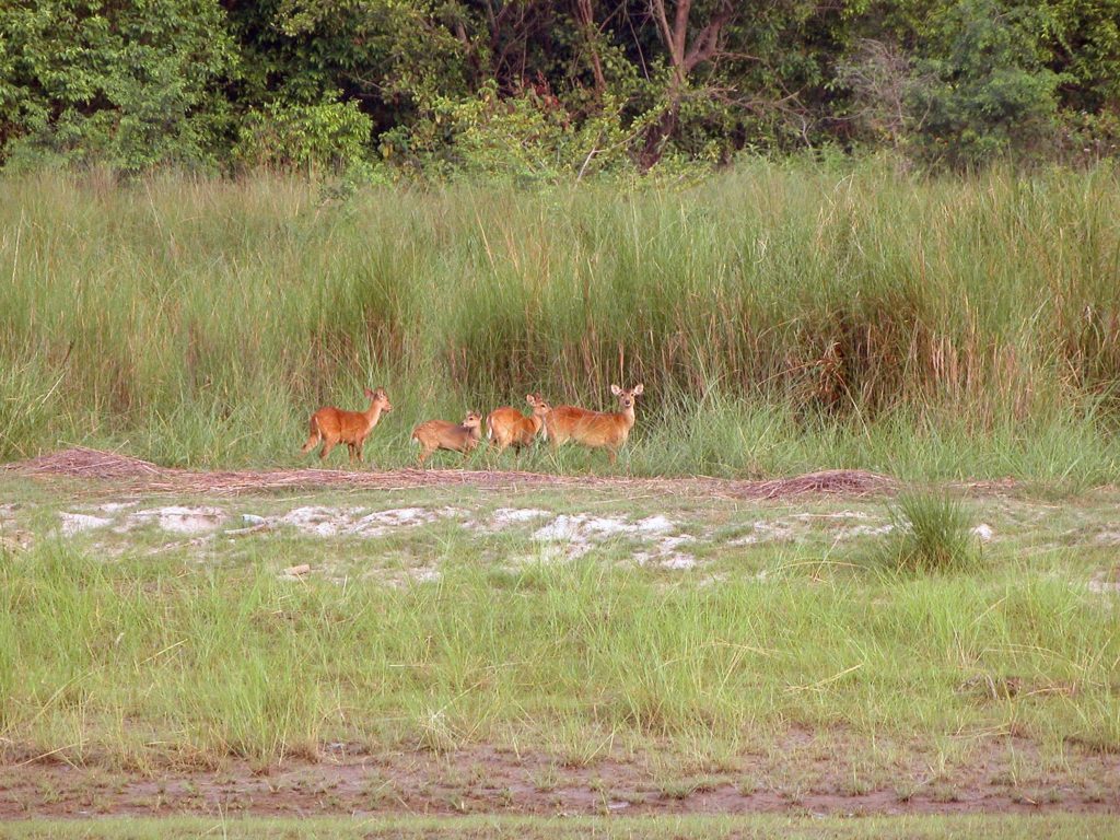 Bardiya national park (18)