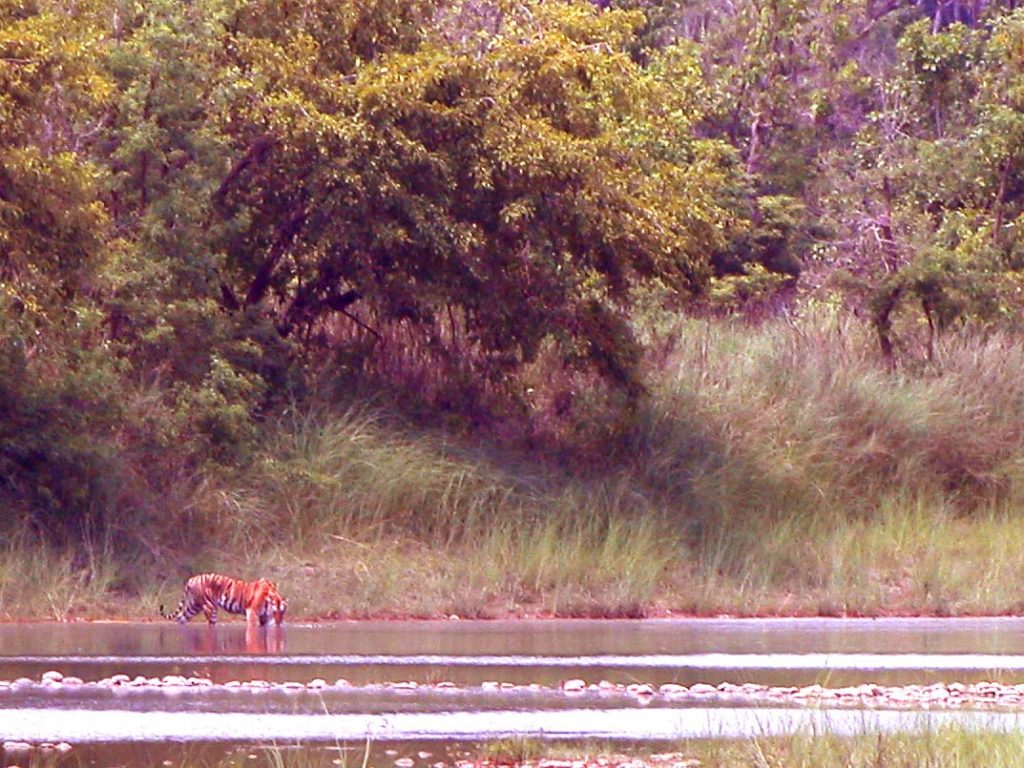 Bardiya national park (19)