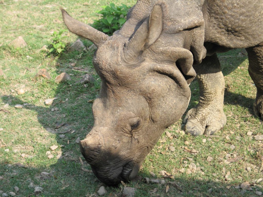 Bardiya national park (2)