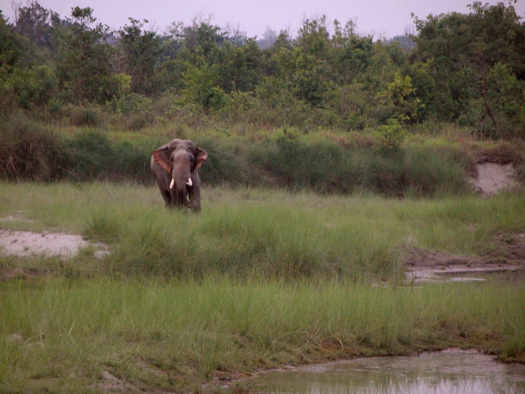 Bardiya national park (20)