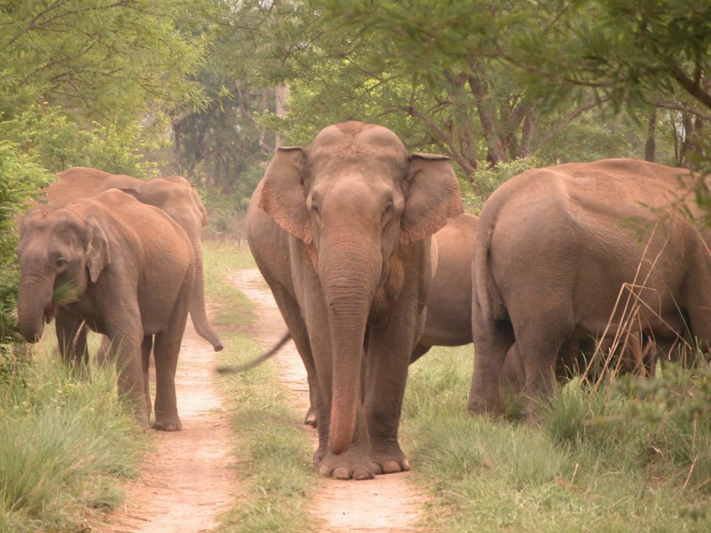 Bardiya national park (21)