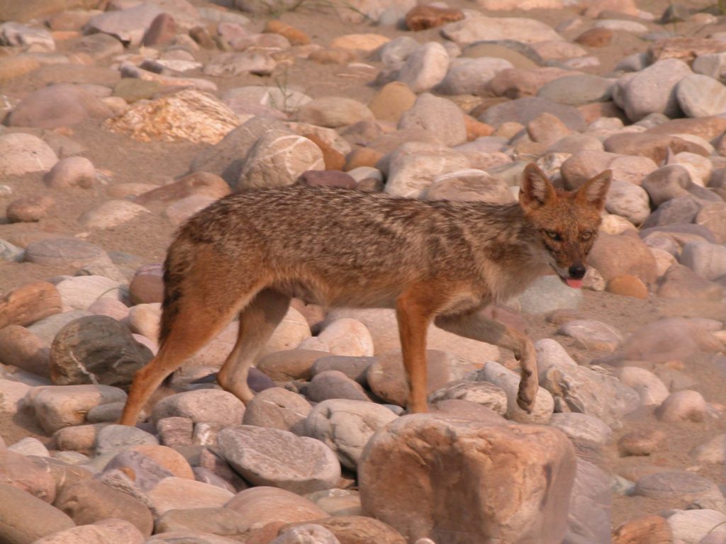 Bardiya national park (22)