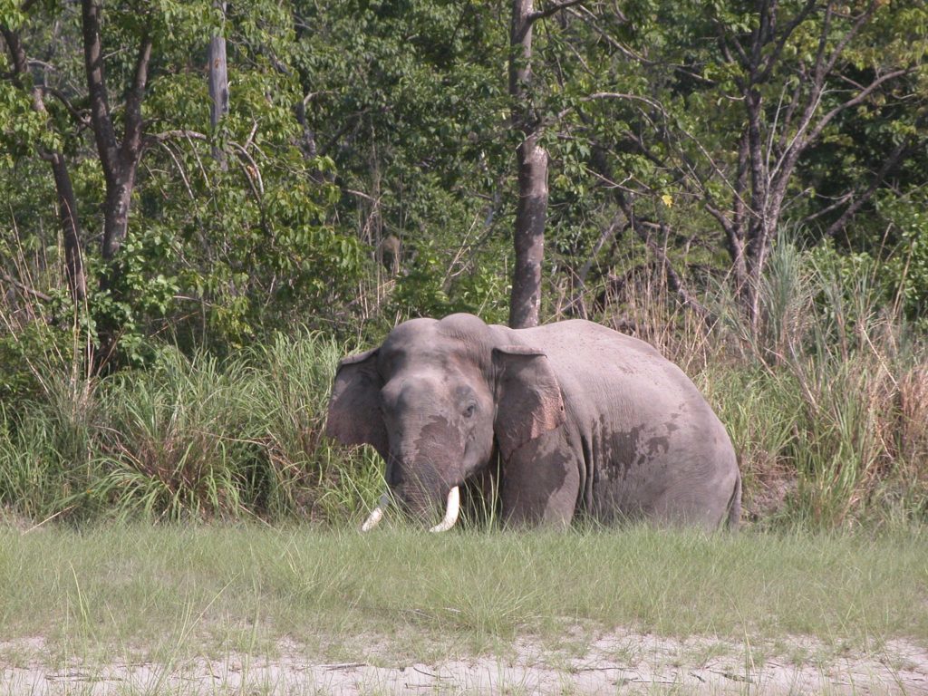 Bardiya national park (24)