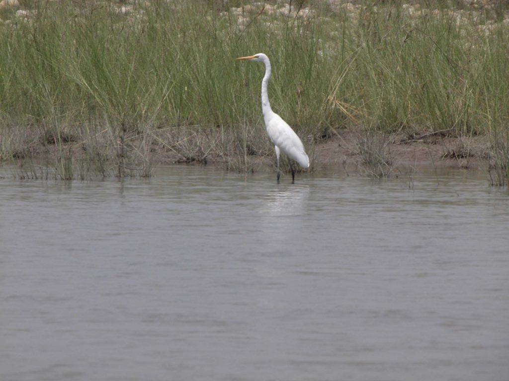 Bardiya national park (25)