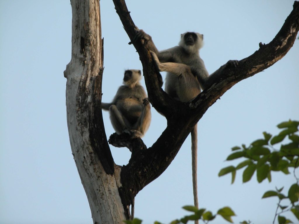 Bardiya national park (26)