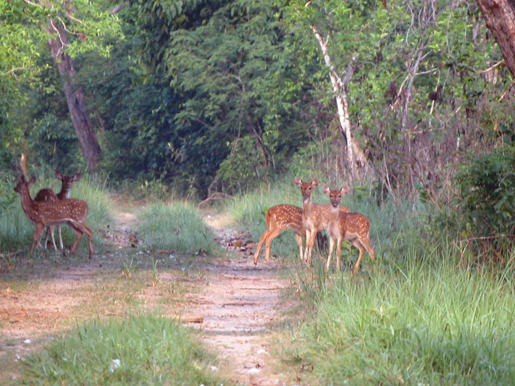 Bardiya national park (27)