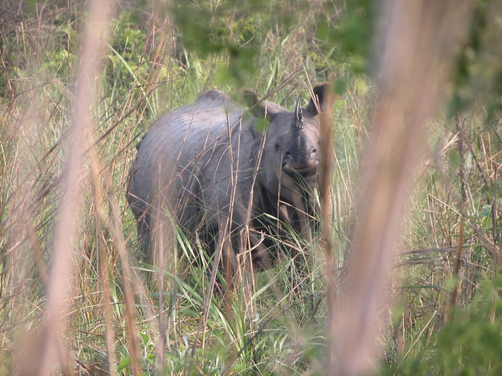 Bardiya national park (28)