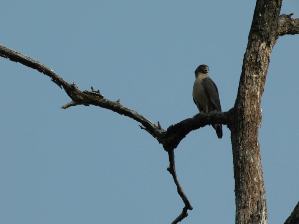 Bardiya national park (3)