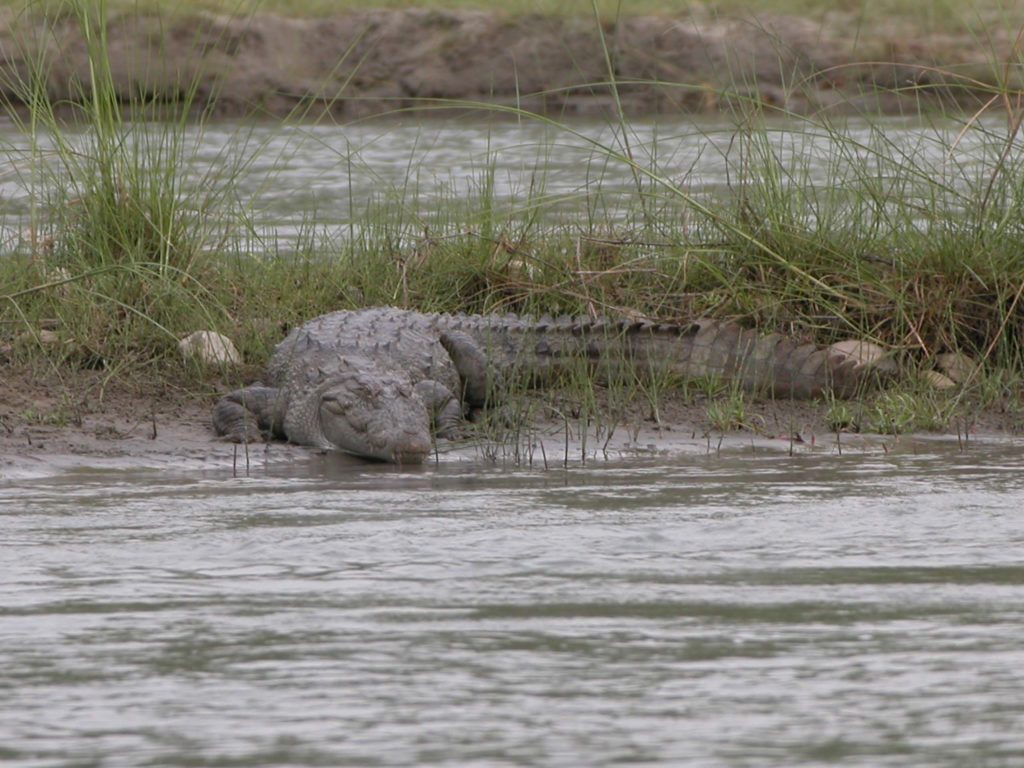 Bardiya national park (31)