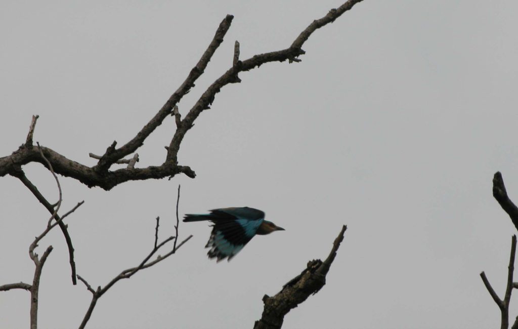 Bardiya national park (32)