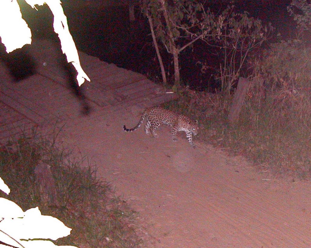 Bardiya national park (34)