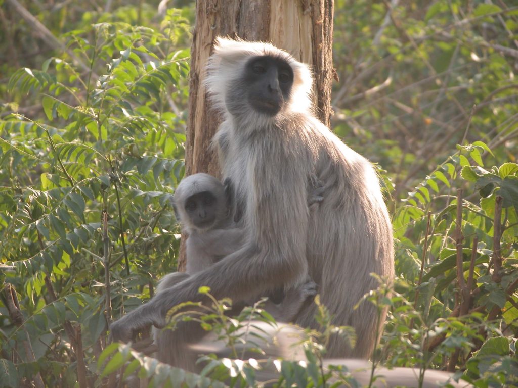 Bardiya national park (35)