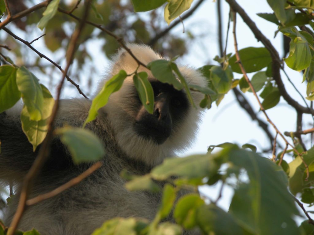 Bardiya national park (36)