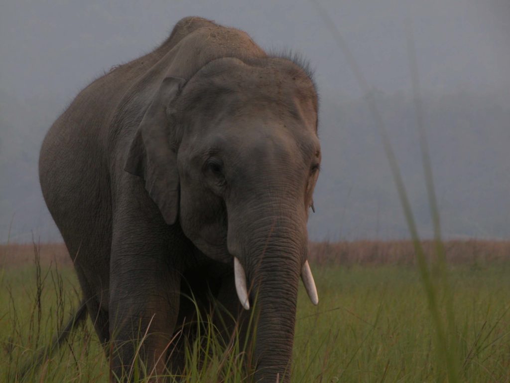 Bardiya national park (37)