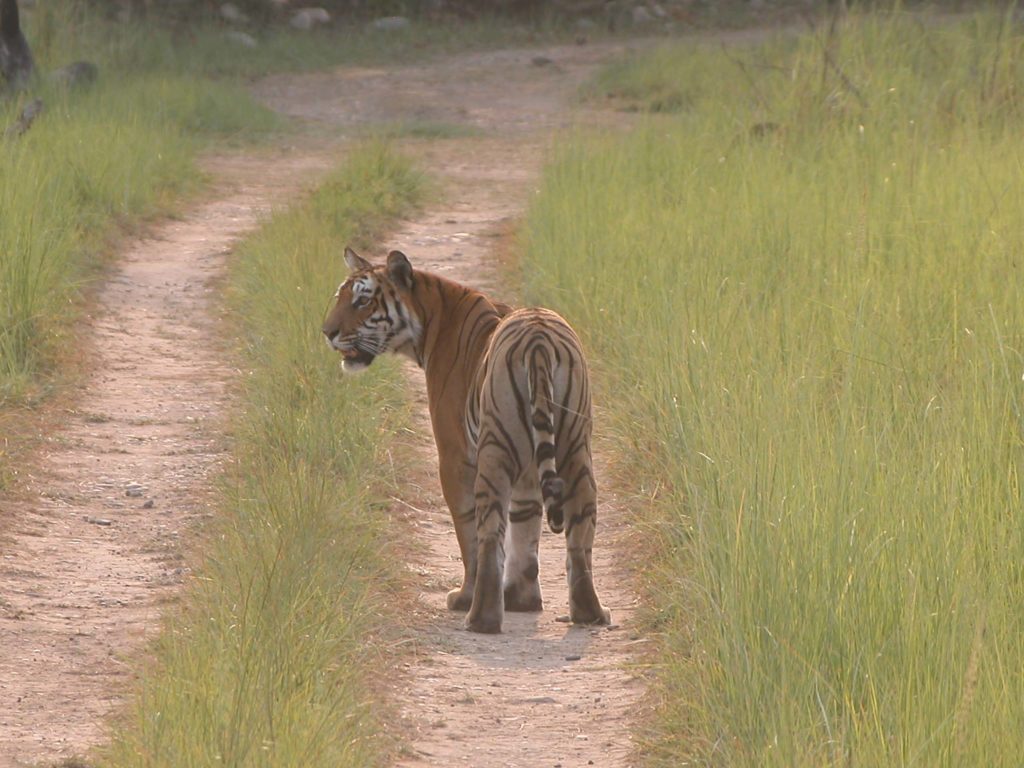 Bardiya national park (38)