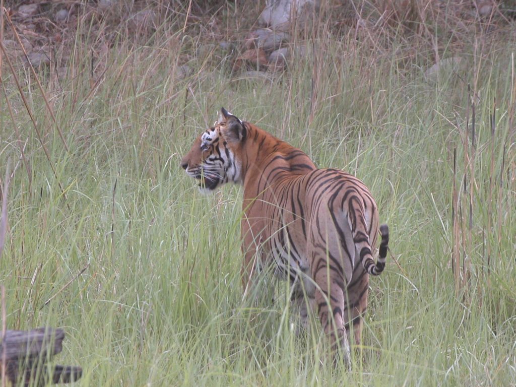 Bardiya national park (39)